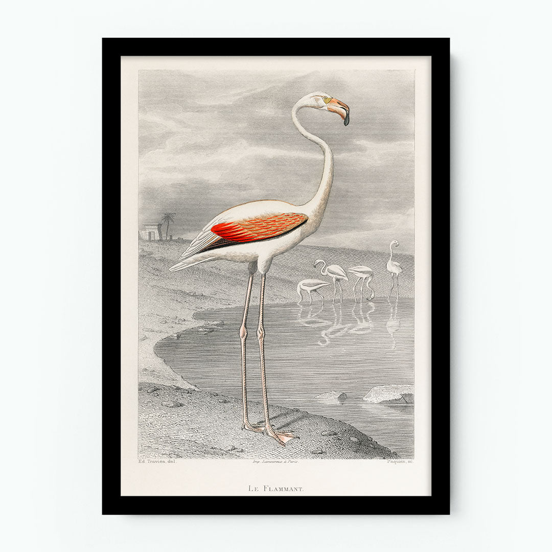 Le Flammant (Flamingo) by Edouard Travies Poster