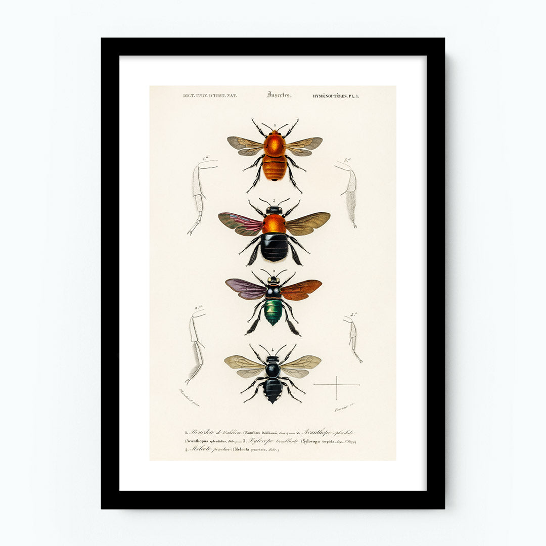 Vintage Insects Poster