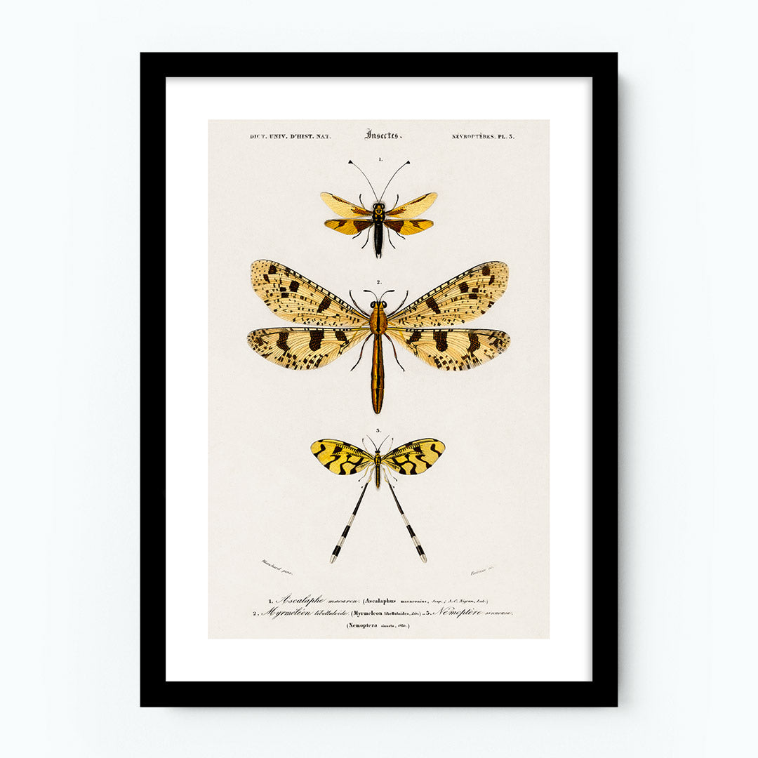 Vintage Yellow Insects Poster