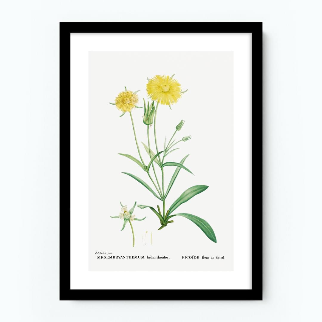 Mesembryanthemum Helianthoides Botanical Poster – Artifyed